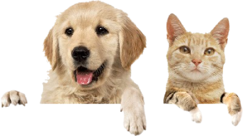 cachorro-e-gato-400x225-1-removebg-preview