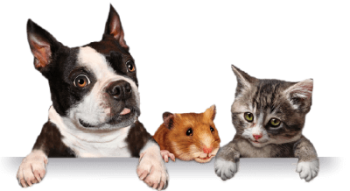 ratinho-gato-cachorro-400x219